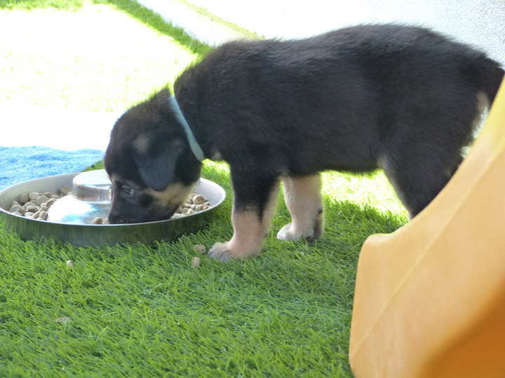 chinook dog